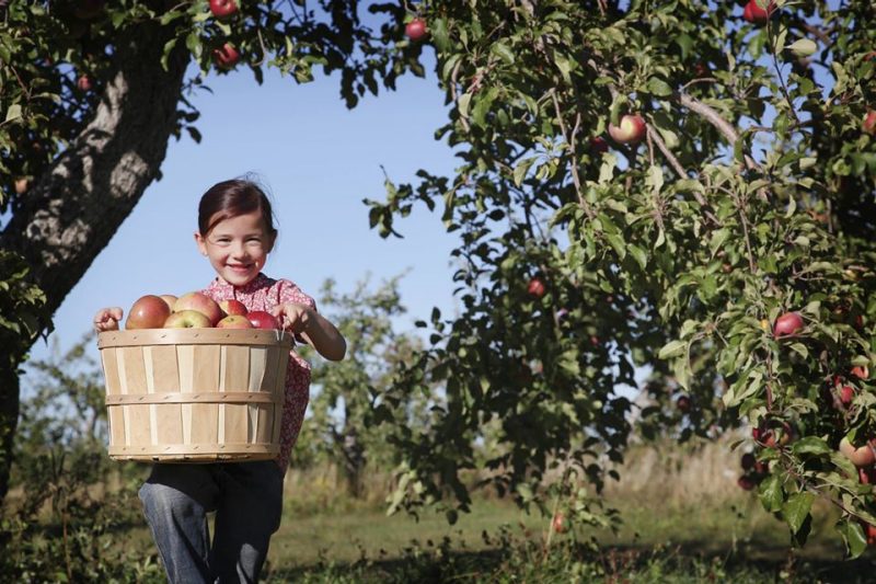 Young girl carrying a basket of fresh picked apples